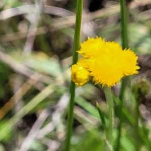 Chrysocephalum apiculatum at Nimmitabel, NSW - 9 Dec 2023