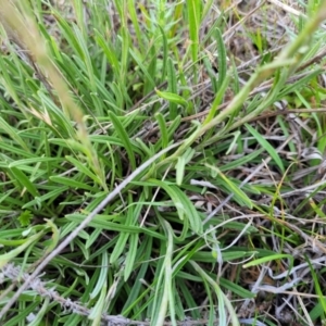 Rutidosis leiolepis at Nimmitabel, NSW - 9 Dec 2023