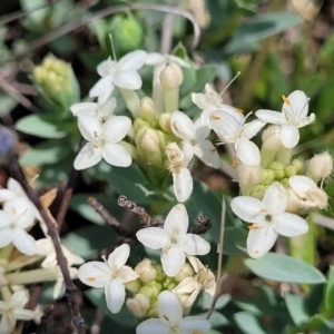 Pimelea sp. at Nimmitabel, NSW - 9 Dec 2023 02:18 PM