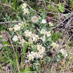 Pimelea (genus) at Nimmitabel, NSW - 9 Dec 2023 02:18 PM