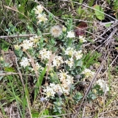 Pimelea sp. at Nimmitabel, NSW - 9 Dec 2023 02:18 PM