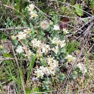 Pimelea sp. at Nimmitabel, NSW - 9 Dec 2023 02:18 PM