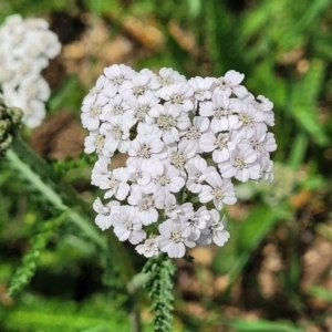 Achillea millefolium at Nimmitabel, NSW - 9 Dec 2023 02:12 PM