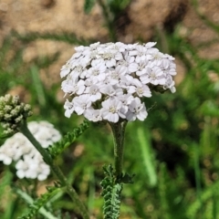 Achillea millefolium at Nimmitabel, NSW - 9 Dec 2023 02:12 PM