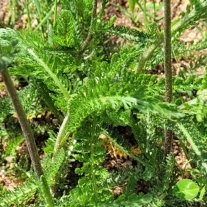 Achillea millefolium at Nimmitabel, NSW - 9 Dec 2023 02:12 PM