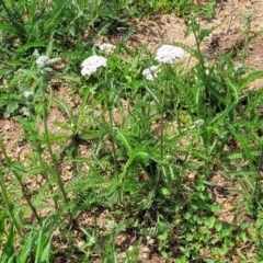 Achillea millefolium at Nimmitabel, NSW - 9 Dec 2023 02:12 PM