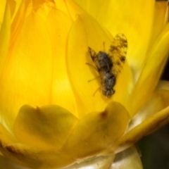 Austrotephritis poenia (Australian Fruit Fly) at The Pinnacle - 3 Nov 2023 by AlisonMilton