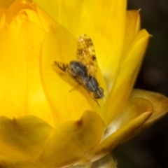 Austrotephritis poenia at The Pinnacle - 3 Nov 2023 01:52 PM