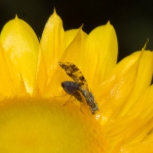 Austrotephritis poenia at The Pinnacle - 3 Nov 2023