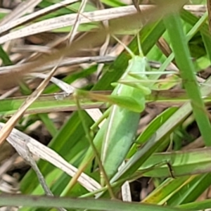 Tettigoniidae (family) at Holts Flat, NSW - 9 Dec 2023