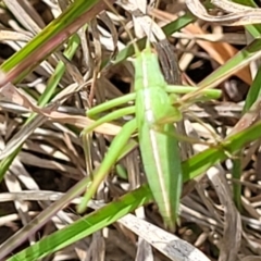 Tettigoniidae (family) at Holts Flat, NSW - 9 Dec 2023