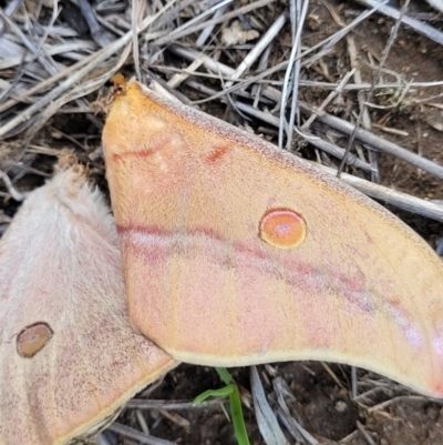 Opodiphthera helena (Helena Gum Moth) at Holts Flat, NSW - 9 Dec 2023 by trevorpreston