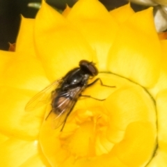 Unidentified Bristle Fly (Tachinidae) at Belconnen, ACT - 3 Nov 2023 by AlisonMilton