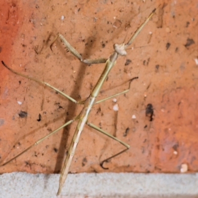 Unidentified Praying mantis (Mantodea) at Wodonga, VIC - 21 Oct 2023 by KylieWaldon