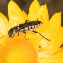 Eleale simplex (Clerid beetle) at Belconnen, ACT - 3 Nov 2023 by AlisonMilton