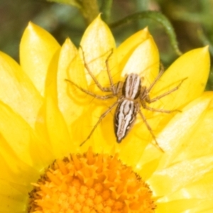 Oxyopes sp. (genus) at The Pinnacle - 3 Nov 2023