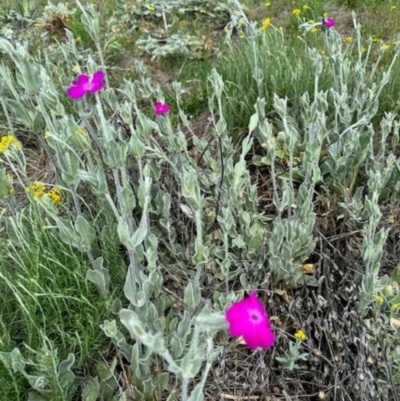 Silene coronaria (Rose Campion) at Namadgi National Park - 9 Dec 2023 by KMcCue