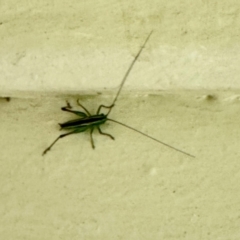 Conocephalus semivittatus (Meadow katydid) at Namadgi National Park - 9 Dec 2023 by KMcCue