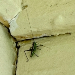 Conocephalus semivittatus at Namadgi National Park - 9 Dec 2023