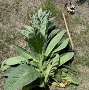 Verbascum thapsus subsp. thapsus at Namadgi National Park - 9 Dec 2023 11:57 AM