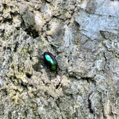 Chalcopteroides columbinus (Rainbow darkling beetle) at Namadgi National Park - 8 Dec 2023 by KMcCue