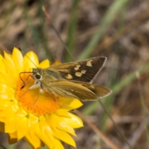 Trapezites luteus at The Pinnacle - 3 Nov 2023