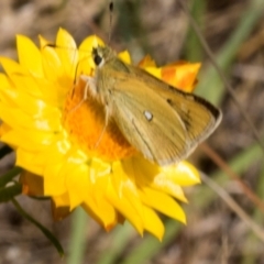 Trapezites luteus at The Pinnacle - 3 Nov 2023