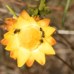 Notoncus sp. (genus) (A Notoncus ant) at The Pinnacle - 3 Nov 2023 by AlisonMilton