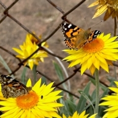 Vanessa kershawi (Australian Painted Lady) at Aranda, ACT - 8 Dec 2023 by KMcCue