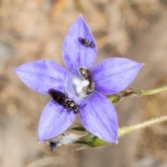 Lasioglossum (Chilalictus) sp. (genus & subgenus) (Halictid bee) at The Pinnacle - 3 Nov 2023 by AlisonMilton