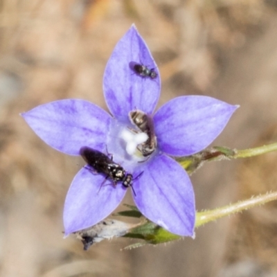 Lasioglossum (Chilalictus) sp. (genus & subgenus) (Halictid bee) at The Pinnacle - 3 Nov 2023 by AlisonMilton