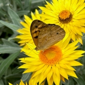 Heteronympha merope at Aranda, ACT - 8 Dec 2023