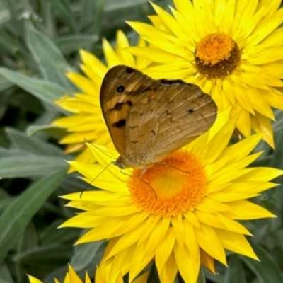 Heteronympha merope (Common Brown Butterfly) at Aranda, ACT - 8 Dec 2023 by KMcCue