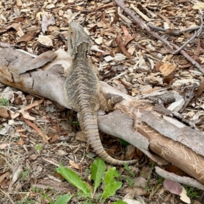 Pogona barbata (Eastern Bearded Dragon) at Aranda, ACT - 8 Dec 2023 by KMcCue