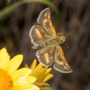 Taractrocera papyria at The Pinnacle - 3 Nov 2023 01:55 PM