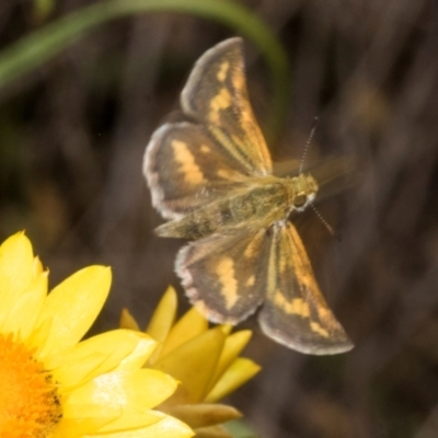 Taractrocera papyria (White-banded Grass-dart) at The Pinnacle - 3 Nov 2023 by AlisonMilton