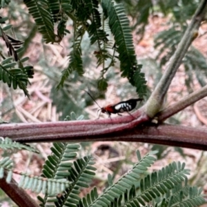 Braconidae (family) at Aranda, ACT - 8 Dec 2023 02:21 PM