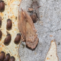 Stenocotis depressa (Leafhopper) at Fraser, ACT - 14 Feb 2023 by AlisonMilton