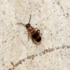 Dicranolaius sp. (genus) (Unidentified melyrid beetle) at Fraser, ACT - 14 Feb 2023 by AlisonMilton