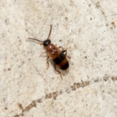 Dicranolaius (Genus) (Flower beetle) at Fraser, ACT - 14 Feb 2023 by AlisonMilton