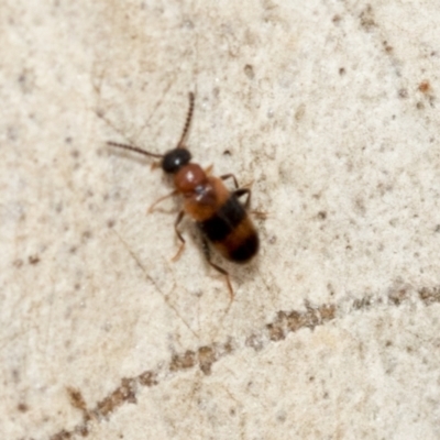 Dicranolaius (Genus) (Flower beetle) at Fraser, ACT - 14 Feb 2023 by AlisonMilton