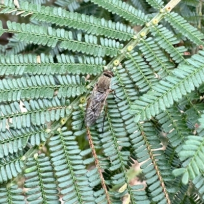 Unverified True fly (Diptera) at Aranda, ACT - 8 Dec 2023 by KMcCue