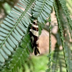 Macrobathra desmotoma at Aranda, ACT - 8 Dec 2023