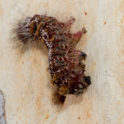 Euproctis baliolalis (Browntail Gum Moth) at Fraser, ACT - 14 Feb 2023 by AlisonMilton