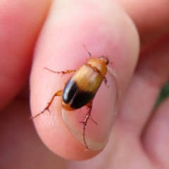 Phyllotocus macleayi (Nectar scarab) at QPRC LGA - 8 Dec 2023 by MatthewFrawley