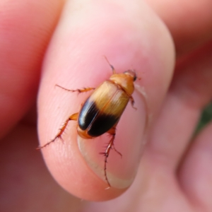 Phyllotocus macleayi at QPRC LGA - 9 Dec 2023 08:14 AM