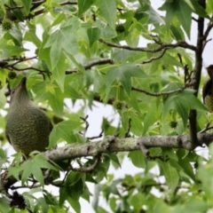 Ptilonorhynchus violaceus (Satin Bowerbird) at Aranda, ACT - 7 Dec 2023 by KMcCue