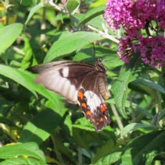 Papilio aegeus (Orchard Swallowtail, Large Citrus Butterfly) at QPRC LGA - 8 Dec 2023 by MatthewFrawley