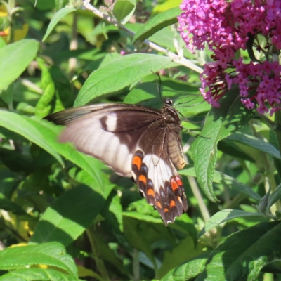 Papilio aegeus (Orchard Swallowtail, Large Citrus Butterfly) at QPRC LGA - 8 Dec 2023 by MatthewFrawley