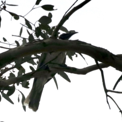 Philemon corniculatus (Noisy Friarbird) at Aranda, ACT - 7 Dec 2023 by KMcCue